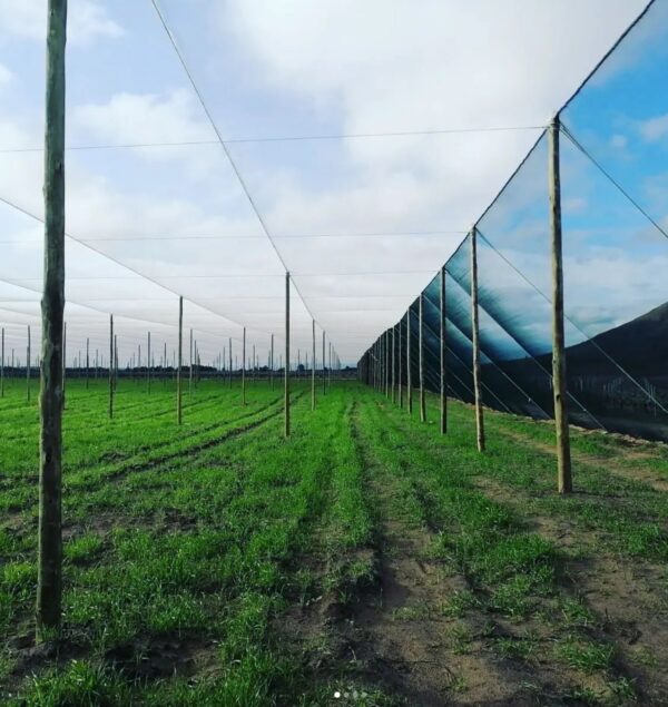 Shade Netting - Image 5